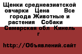 Щенки среднеазиатской овчарки › Цена ­ 1 - Все города Животные и растения » Собаки   . Самарская обл.,Кинель г.